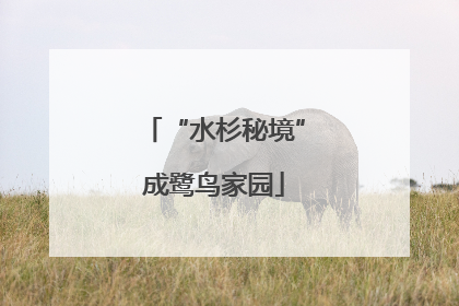 “水杉秘境”成鹭鸟家园