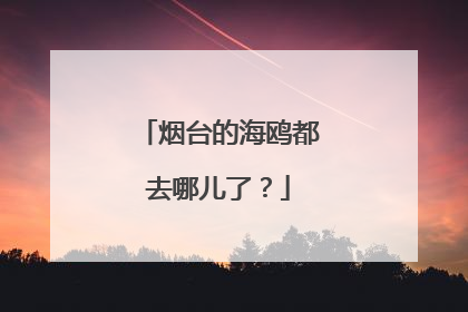 烟台的海鸥都去哪儿了？