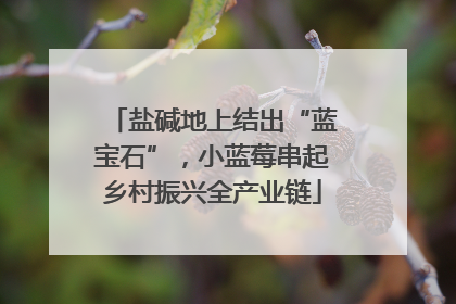 盐碱地上结出“蓝宝石”，小蓝莓串起乡村振兴全产业链
