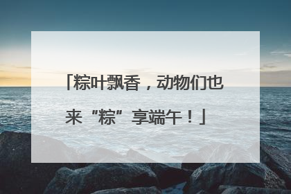 粽叶飘香，动物们也来“粽”享端午！