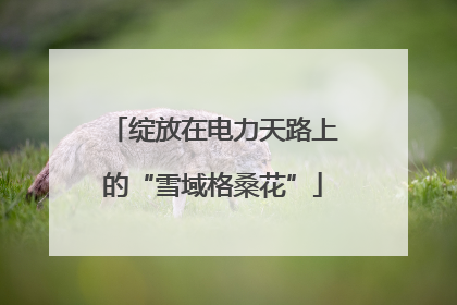 绽放在电力天路上的“雪域格桑花”