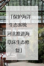 保护海洋生态系统 河北推进海草床生态修复