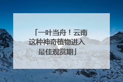 一叶当舟！云南这种神奇植物进入最佳观赏期