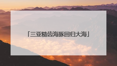 三亚糙齿海豚回归大海