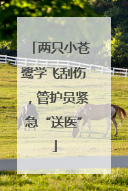 两只小苍鹭学飞刮伤，管护员紧急“送医”