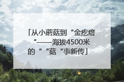 从小蘑菇到“金疙瘩“——海拔4500米的““菇“事新传