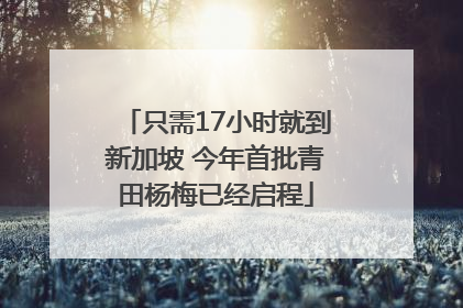 只需17小时就到新加坡 今年首批青田杨梅已经启程
