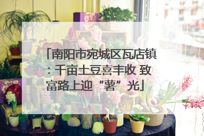 南阳市宛城区瓦店镇：千亩土豆喜丰收 致富路上迎“薯”光