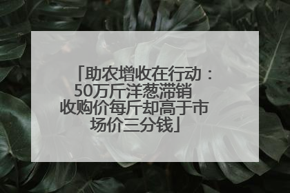 助农增收在行动：50万斤洋葱滞销 收购价每斤却高于市场价三分钱