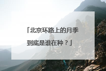 北京环路上的月季到底是谁在种？