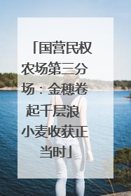 国营民权农场第三分场：金穗卷起千层浪 小麦收获正当时