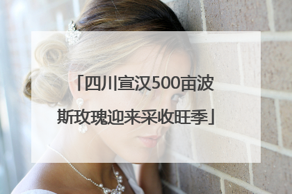 四川宣汉500亩波斯玫瑰迎来采收旺季