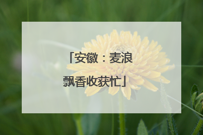 安徽：麦浪飘香收获忙