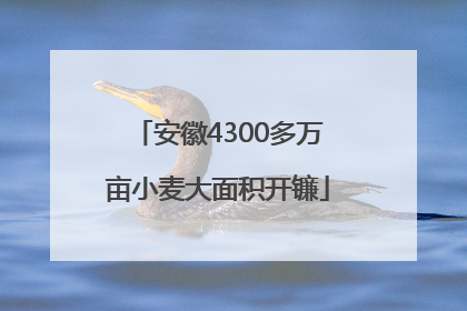 安徽4300多万亩小麦大面积开镰