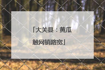 大关县：黄瓜触网销路宽