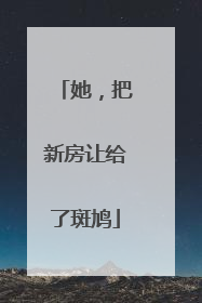 她，把新房让给了斑鸠