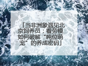 当非洲象遇见北京饲养员：看劳模如何破解“吨位萌宠”的养成密码