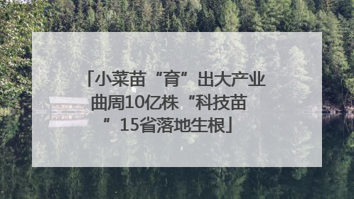 小菜苗“育”出大产业 曲周10亿株“科技苗”15省落地生根