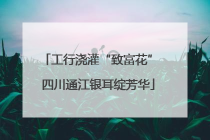 工行浇灌“致富花” 四川通江银耳绽芳华