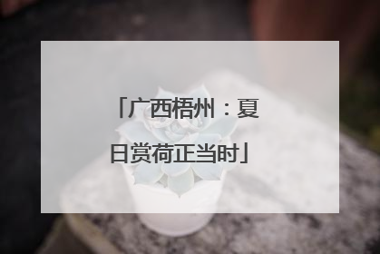 广西梧州：夏日赏荷正当时
