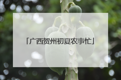 广西贺州初夏农事忙