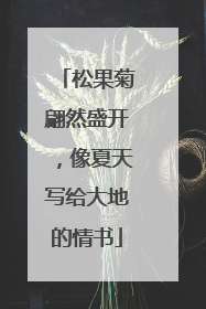 松果菊翩然盛开，像夏天写给大地的情书