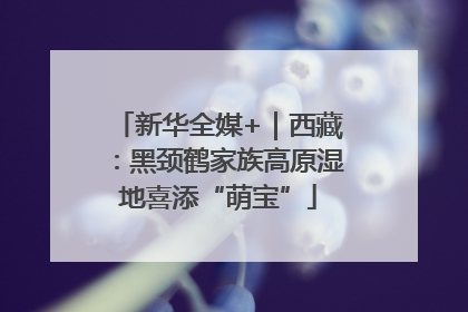 新华全媒+｜西藏：黑颈鹤家族高原湿地喜添“萌宝”