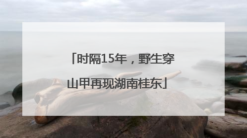 时隔15年，野生穿山甲再现湖南桂东