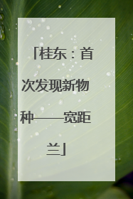桂东：首次发现新物种——宽距兰