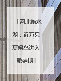 河北衡水湖：近万只夏候鸟进入繁殖期