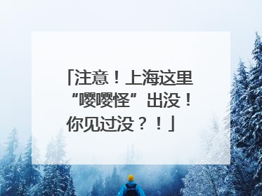注意！上海这里“嘤嘤怪”出没！你见过没？！