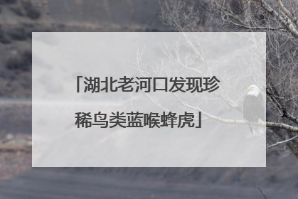湖北老河口发现珍稀鸟类蓝喉蜂虎