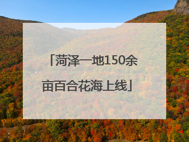 菏泽一地150余亩百合花海上线