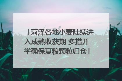菏泽各地小麦陆续进入成熟收获期 多措并举确保夏粮颗粒归仓