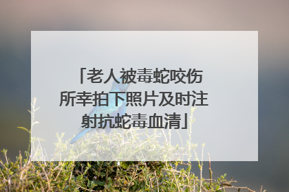 老人被毒蛇咬伤 所幸拍下照片及时注射抗蛇毒血清
