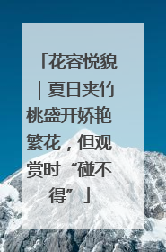 花容悦貌｜夏日夹竹桃盛开娇艳繁花，但观赏时“碰不得”