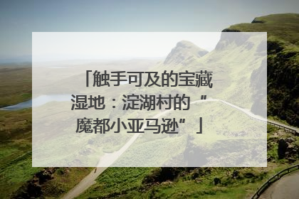 触手可及的宝藏湿地：淀湖村的“魔都小亚马逊”