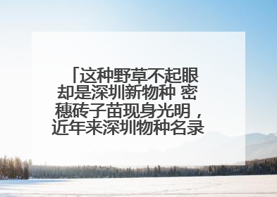 这种野草不起眼 却是深圳新物种 密穗砖子苗现身光明，近年来深圳物种名录不断刷新