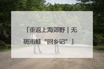 重返上海郊野｜无斑雨蛙“回乡记”